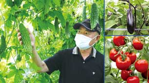 農家さんがゴーヤを見つめている写真とみずみずしいナスとトマトの写真